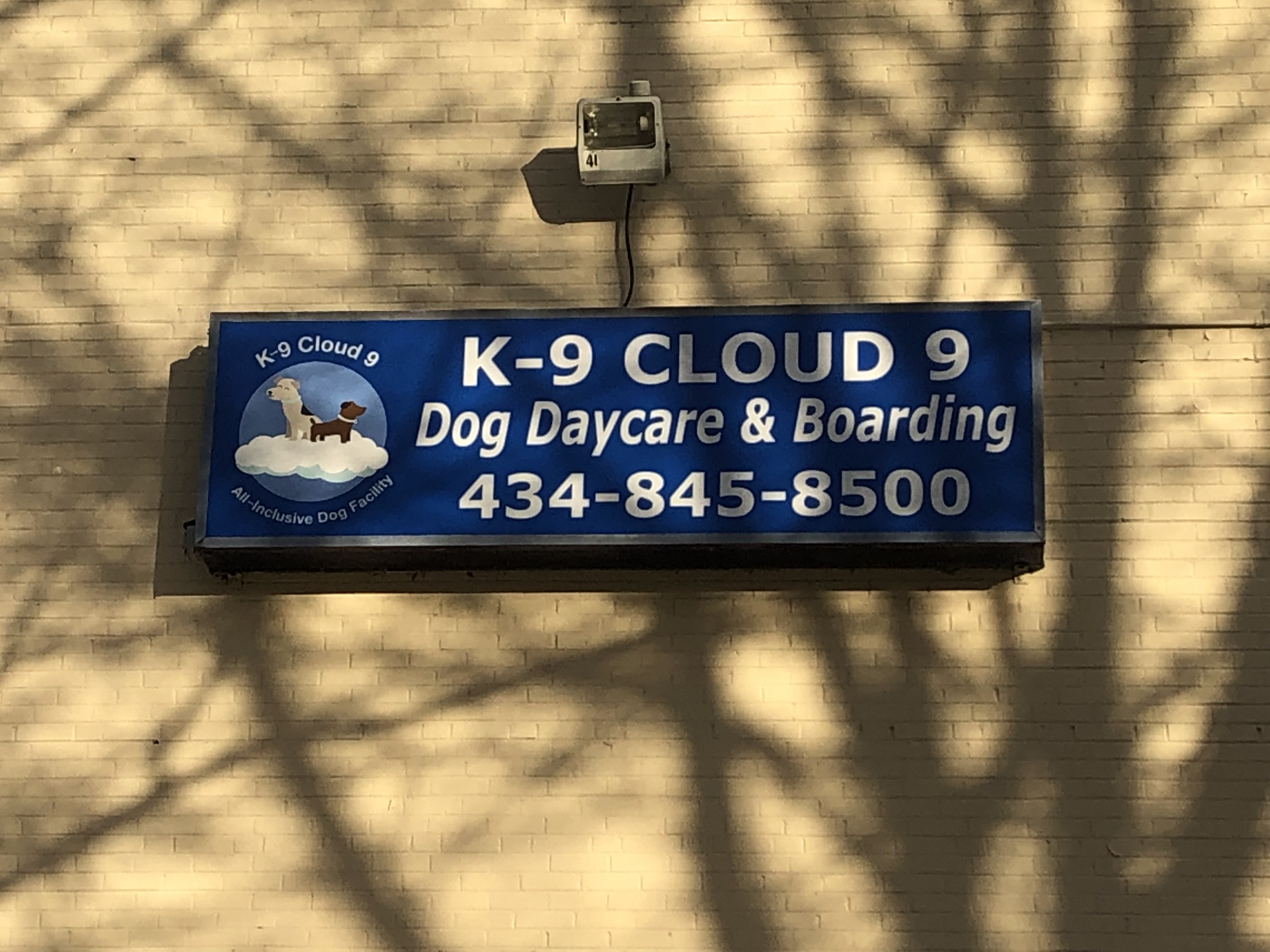 K-9 Cloud 9's Photo