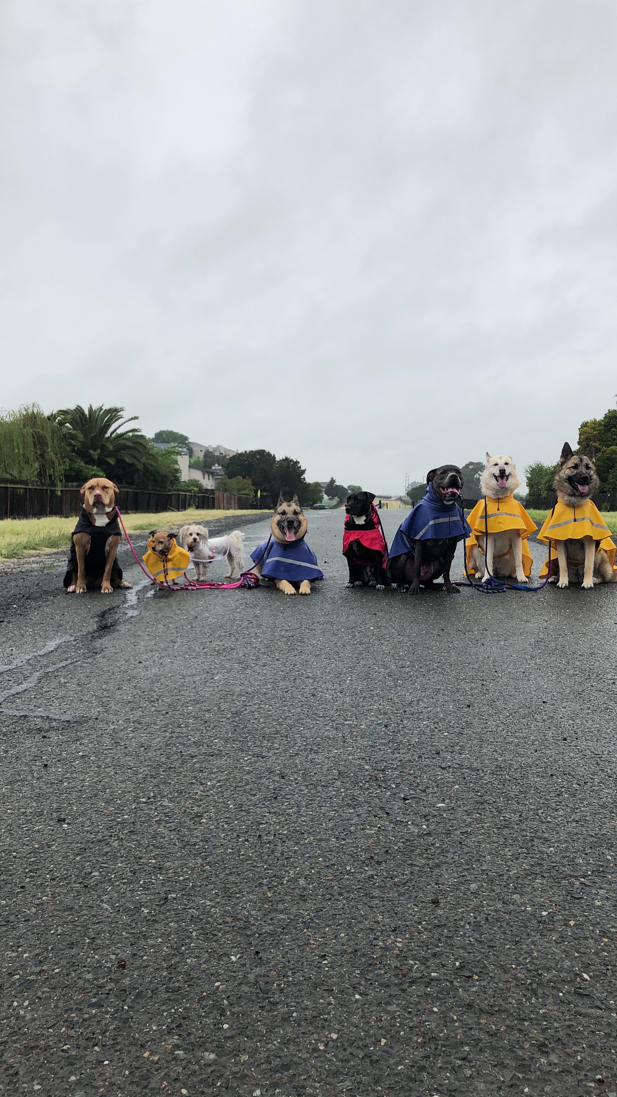 Dog Over Breed's Photo