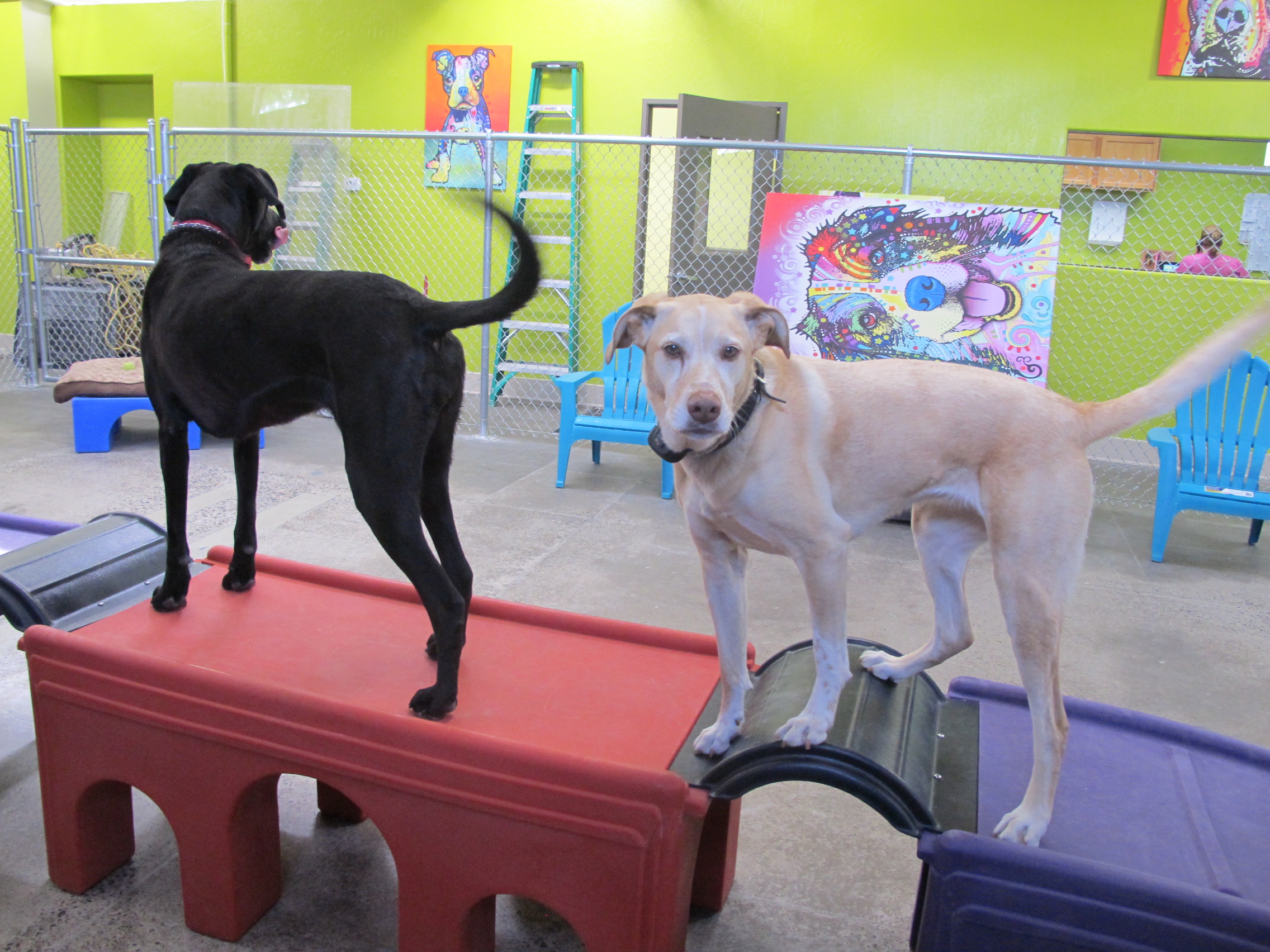 Advanced Pet Care Of Northern Nevada's Photo