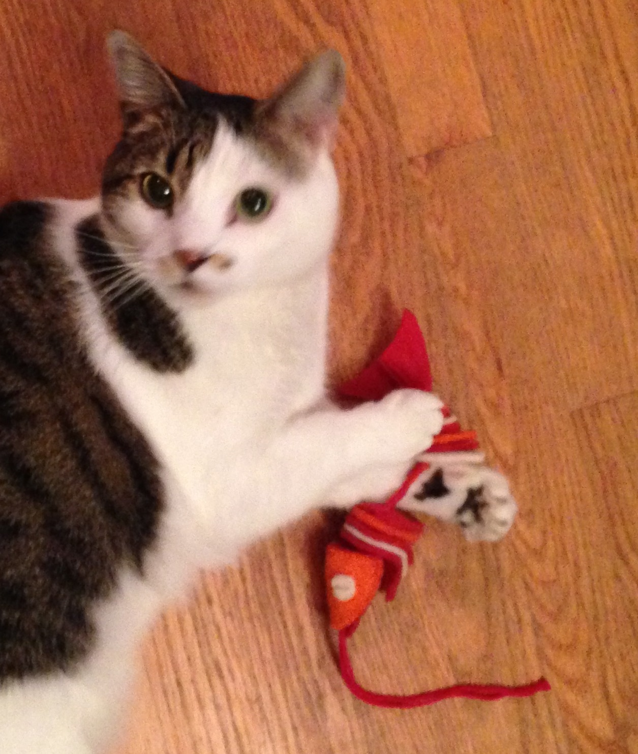 For Paws Sake Pet Care's Photo