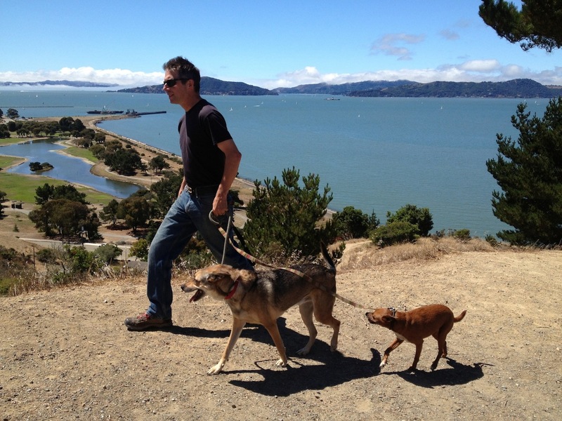 Walking Man Dog Walking's Photo