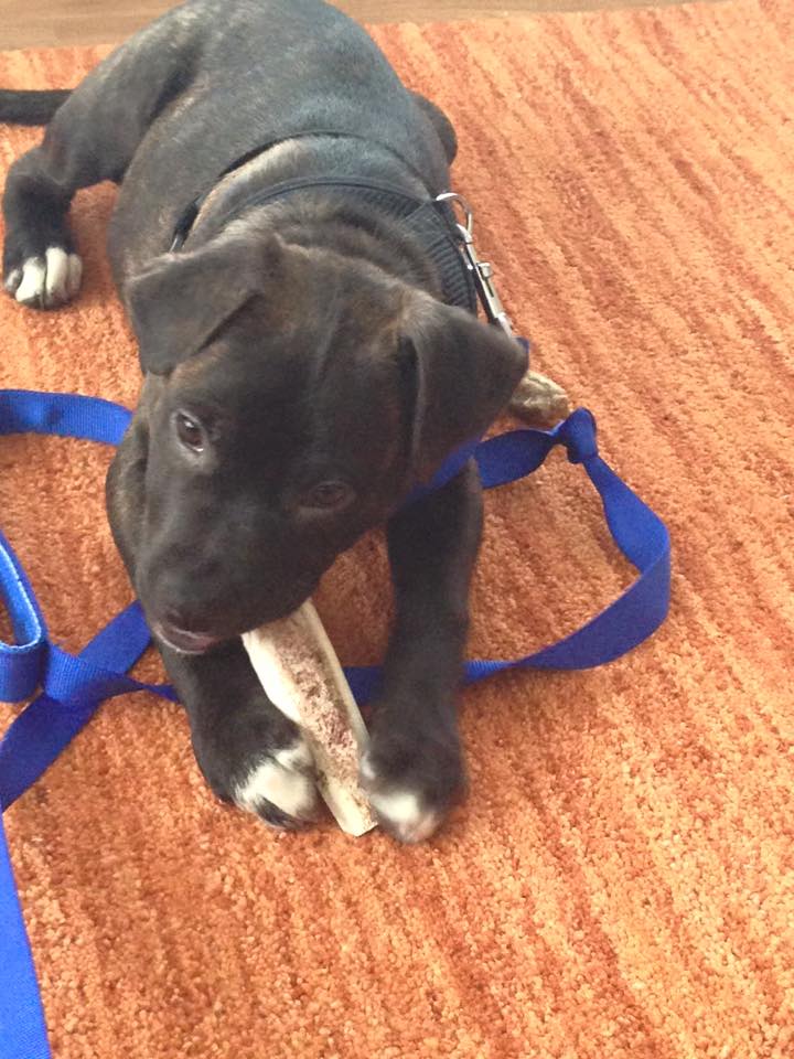 Citizen Canine's Photo