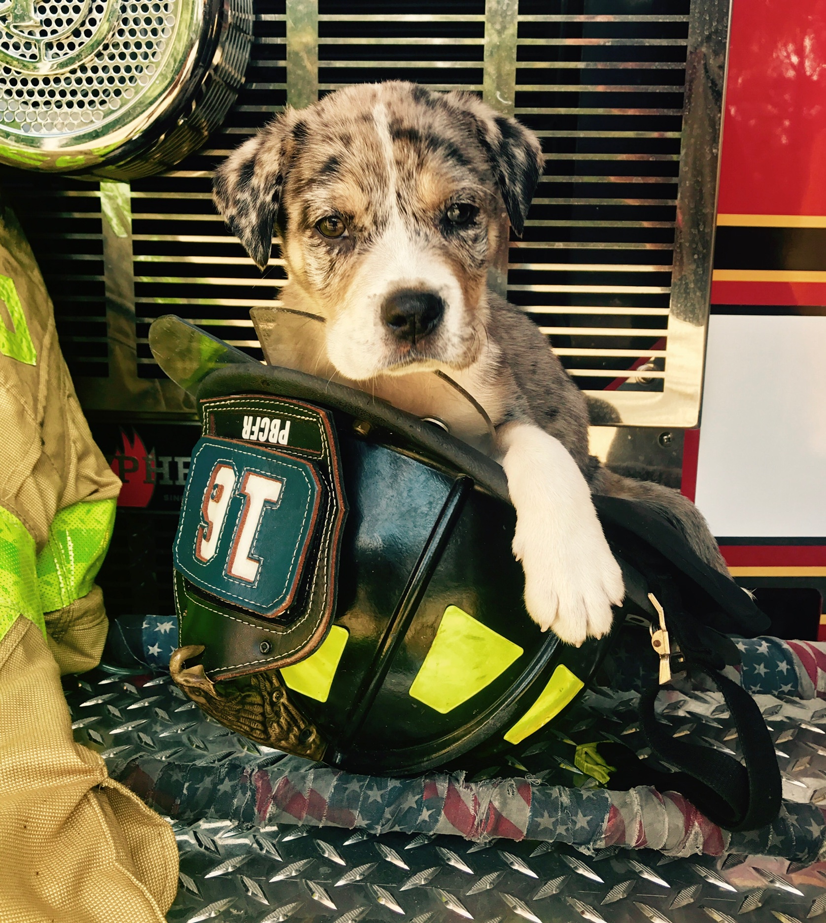 Seaside Paws's Photo