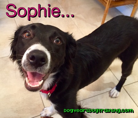 Dog Years Dog Training