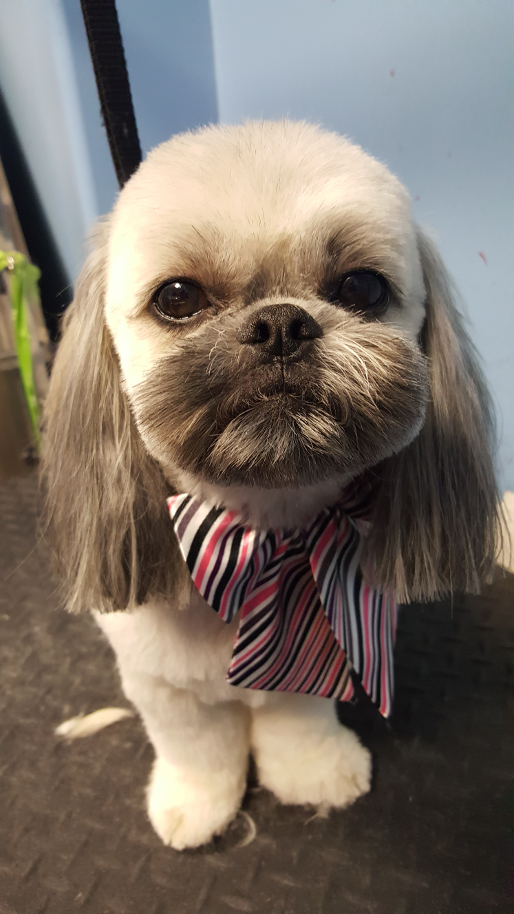 Perfect Little Paws's Photo