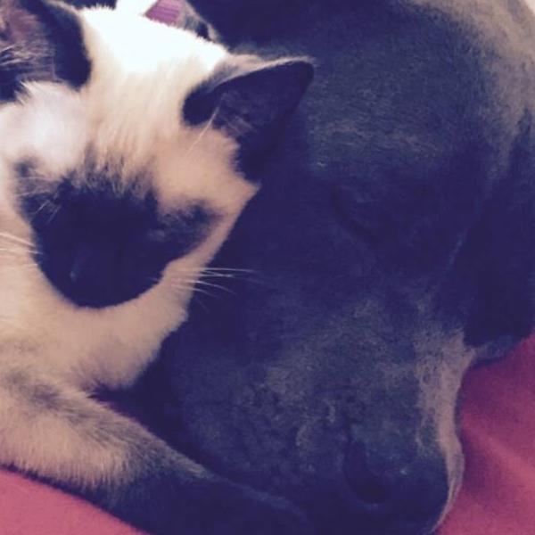 Pampered Paws Pet Sitters's Photo