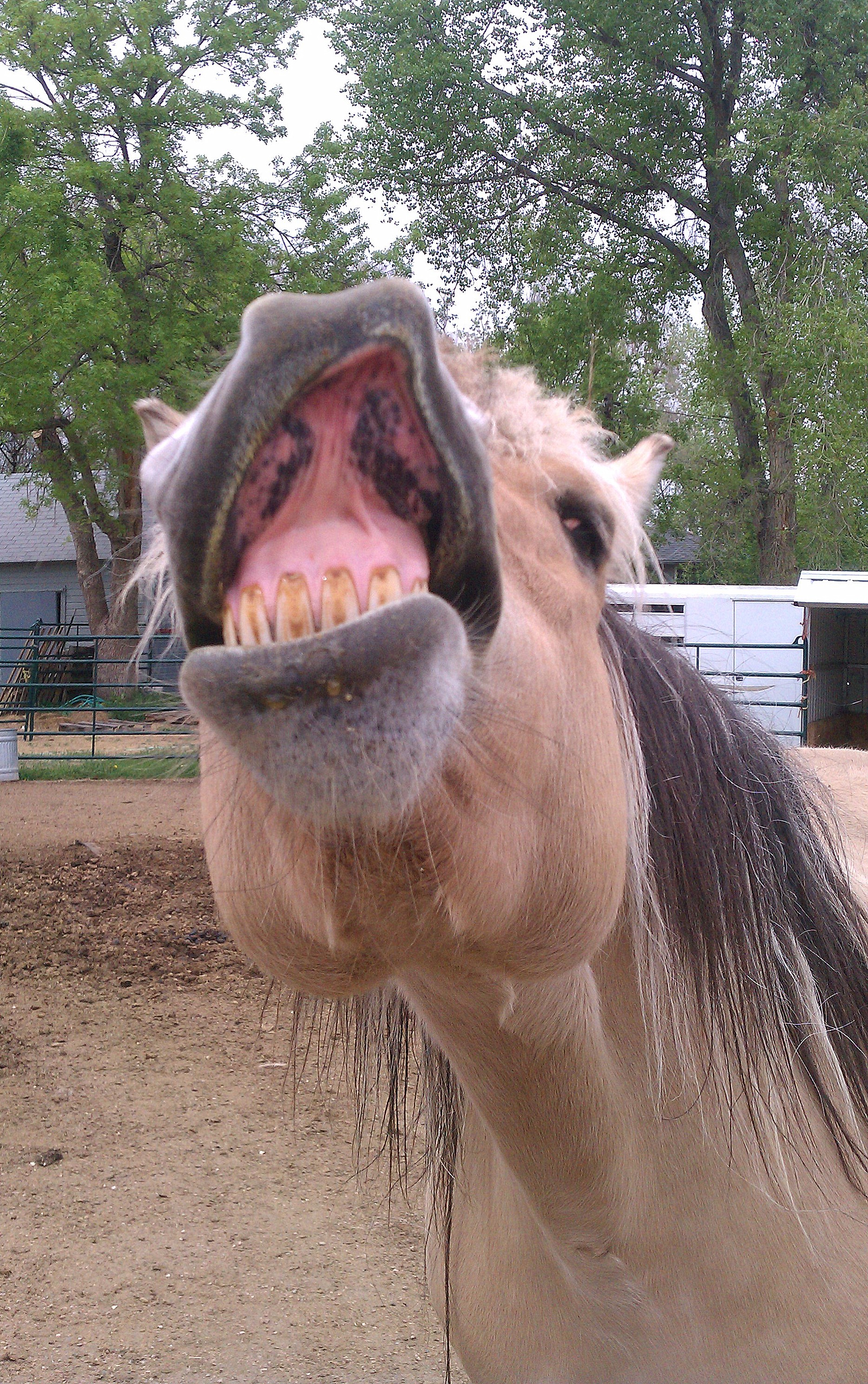 Keep Me Company Pet Sitting's Photo