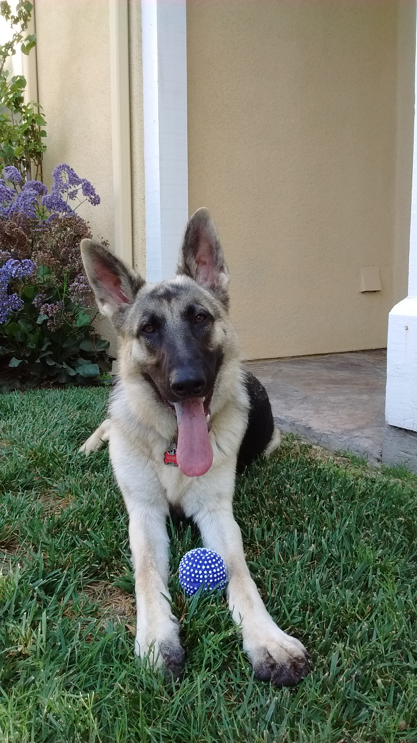 Heart Pet Care and Dog Training's Photo