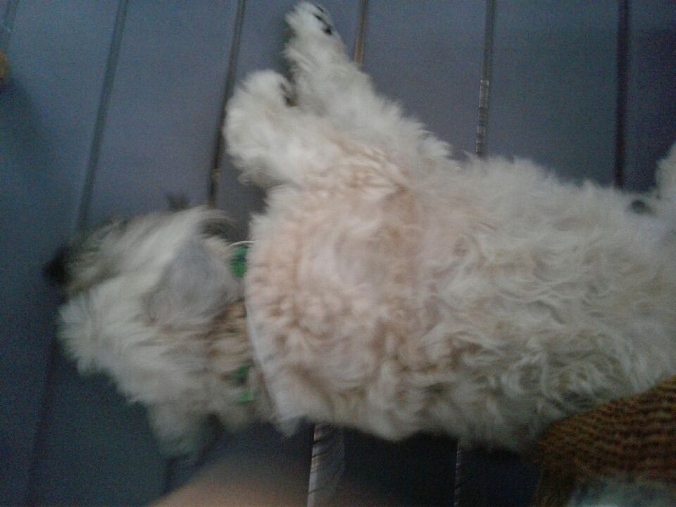 Pet Sitting Love & Care's Photo