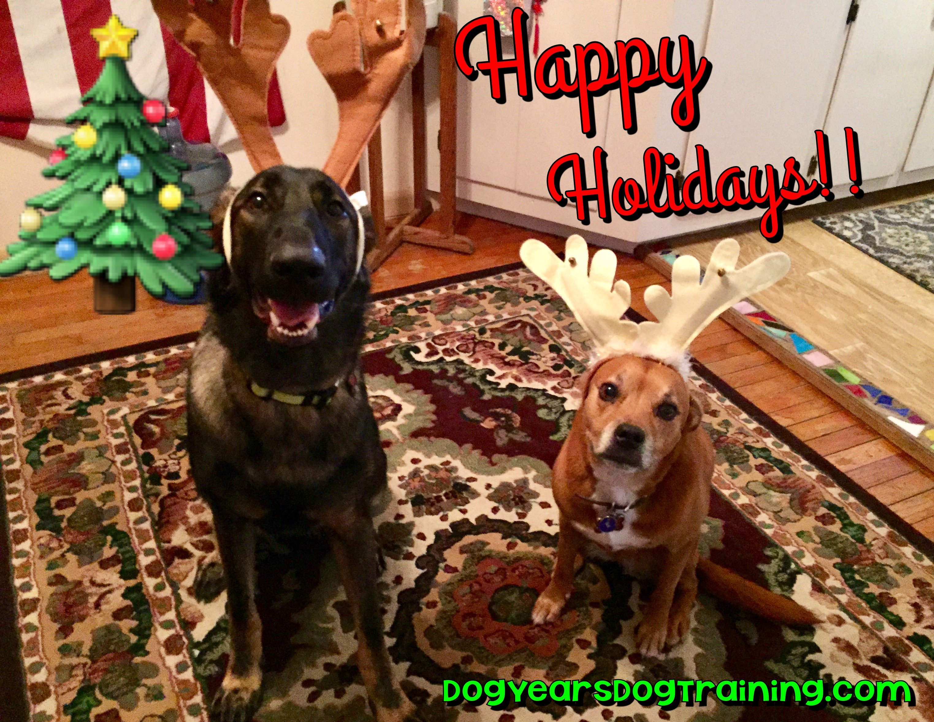 Dog Years Dog Training's Photo