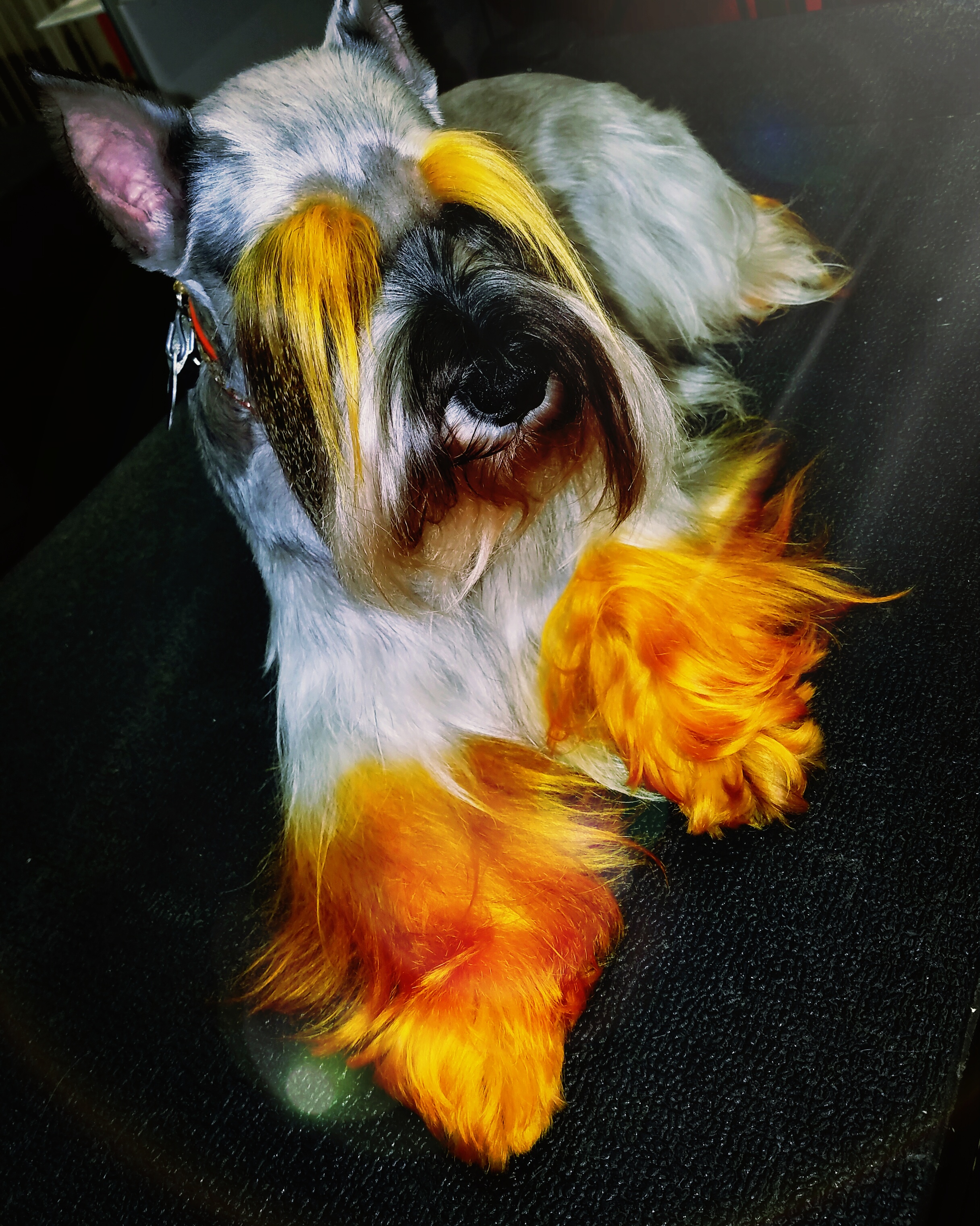 Orange Grooming, Inc.'s Photo