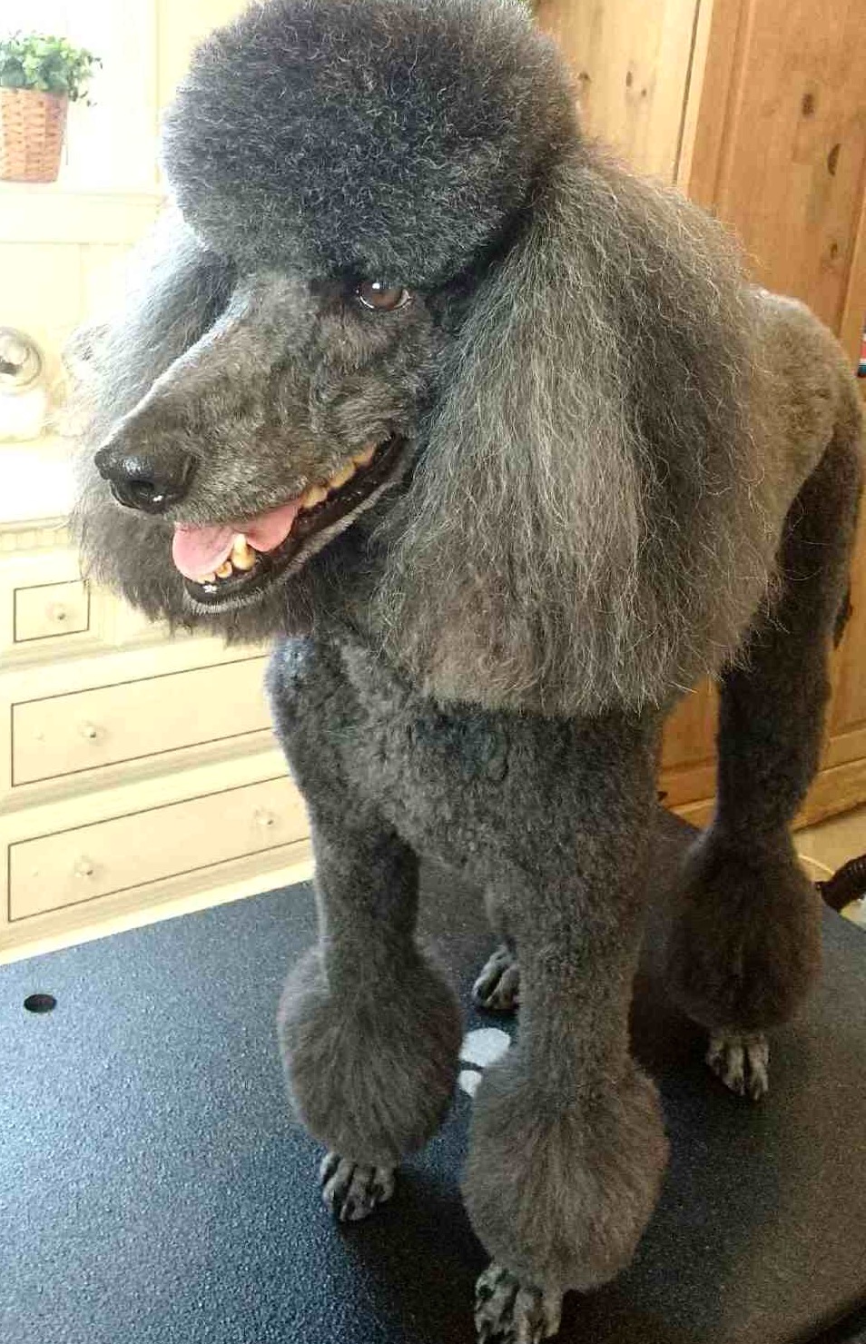 Fuzzy Faces Grooming's Photo