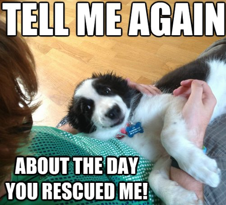 PURRS & WAGS's Photo