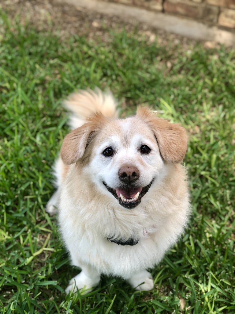 Grapevine Pet Bed And Breakfast's Photo