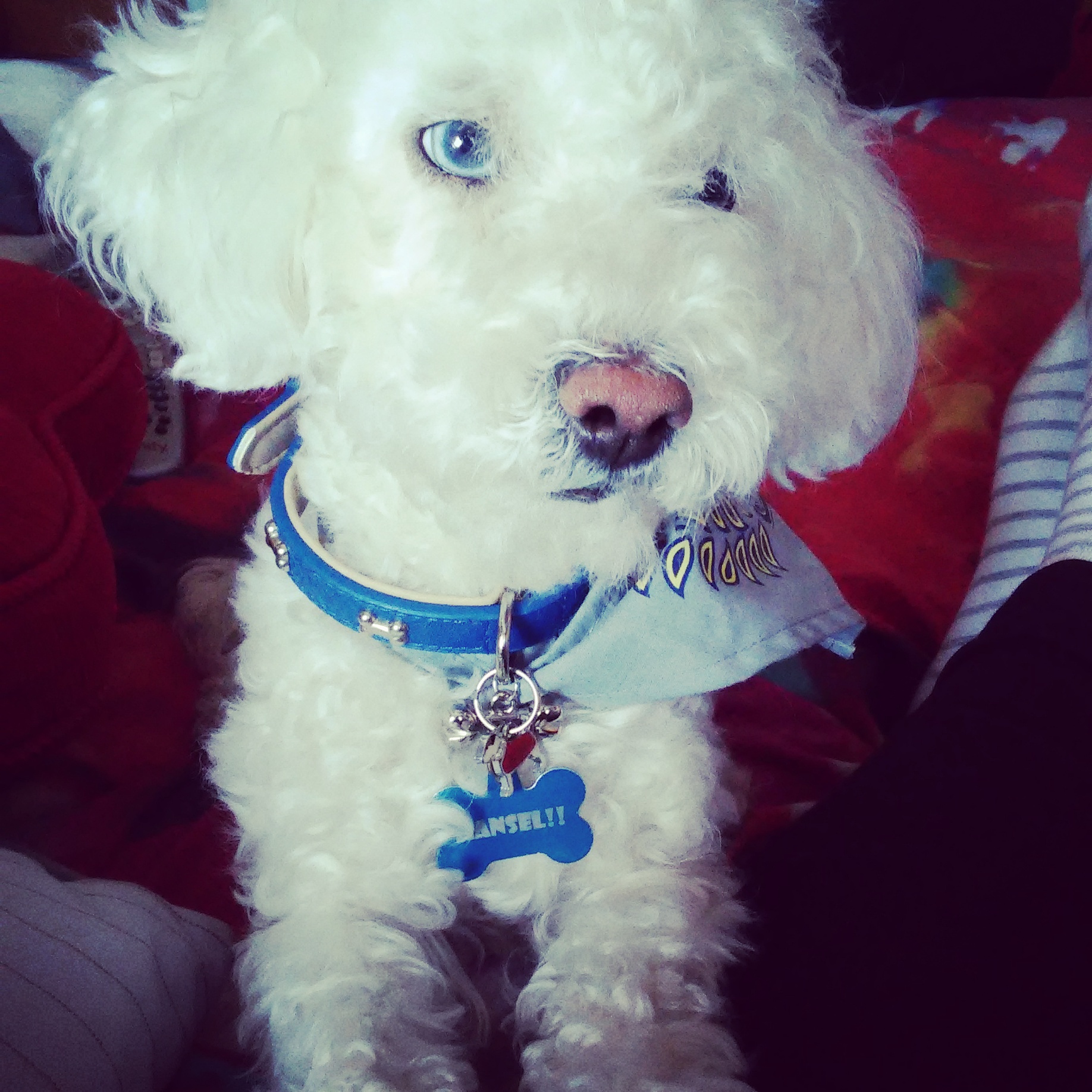 Rose Happy Paws's Photo