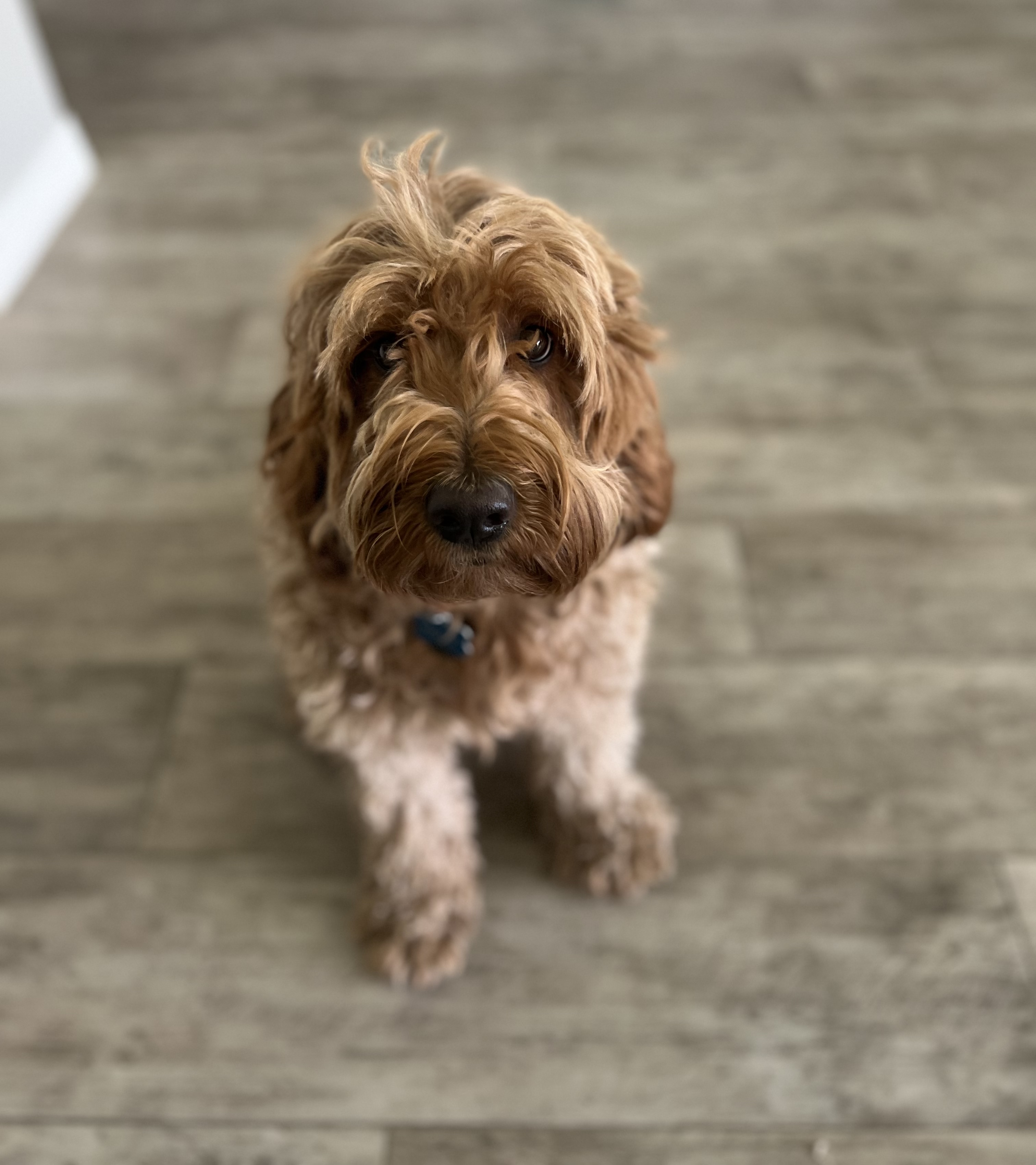 Little Paws Pet Sitting LLC's Photo
