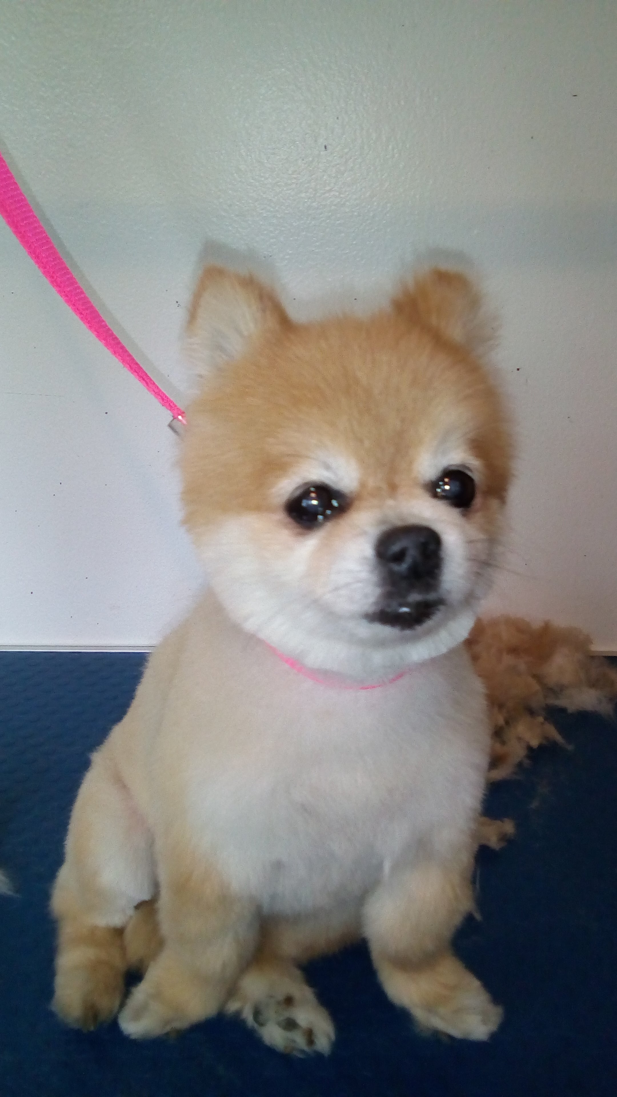 Happy Pupz Clubhouse & Grooming's Photo