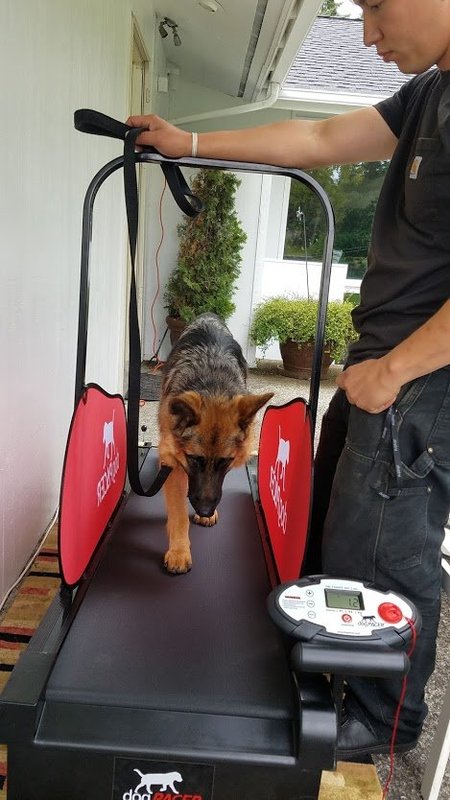 Dog Control
