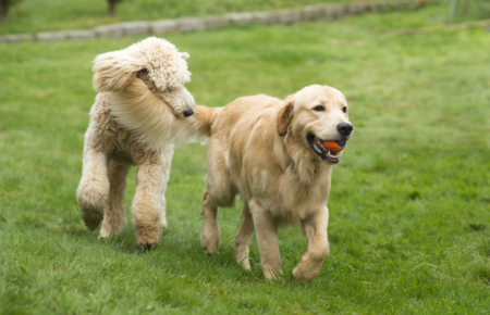 Gotta go dog best sale walking
