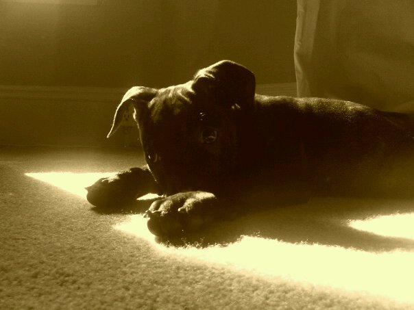 Tail Waggerz Pet Care's Photo