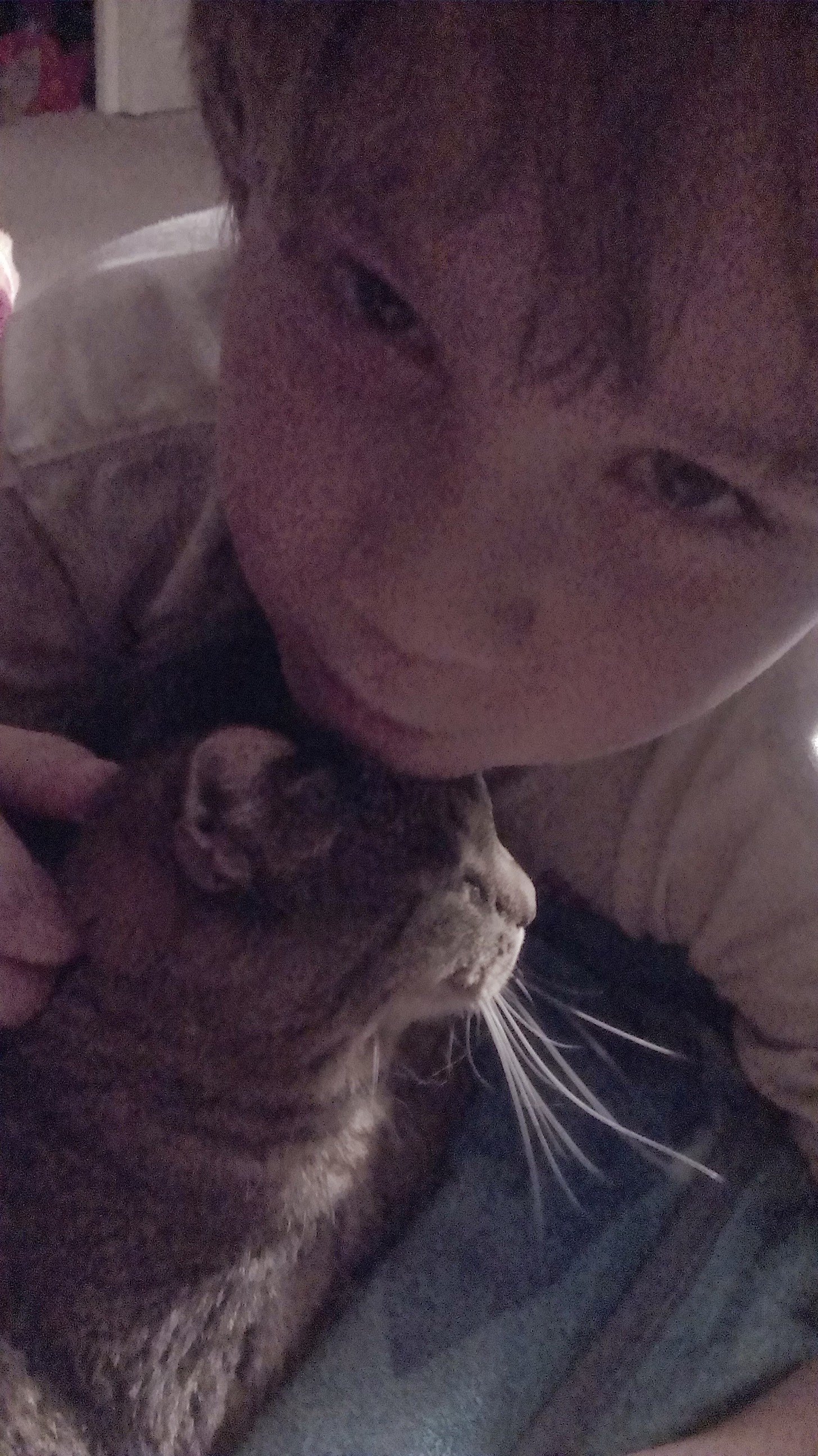 Sit, Cat, Stay's Photo