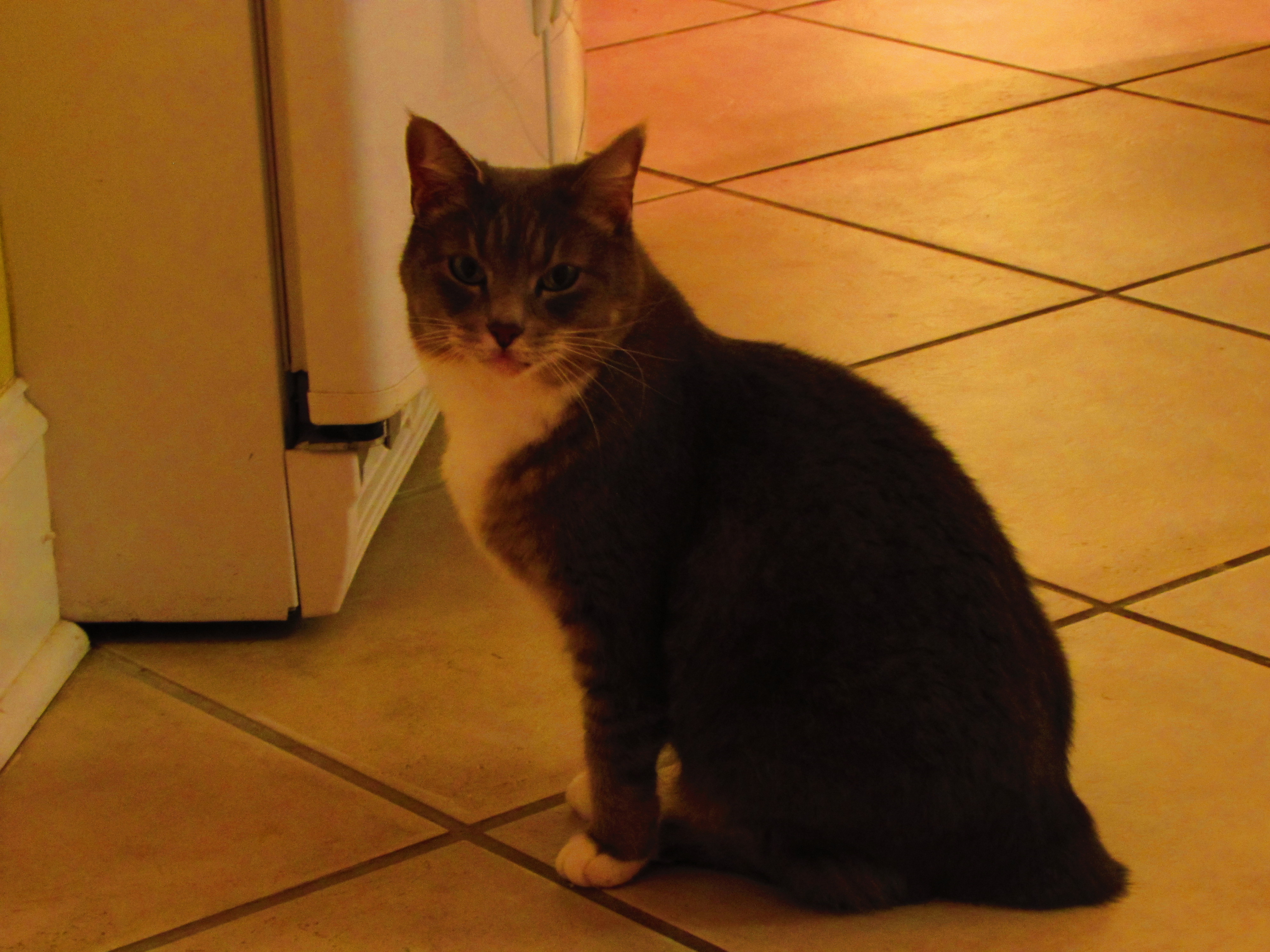 The Doggy Haven's Photo