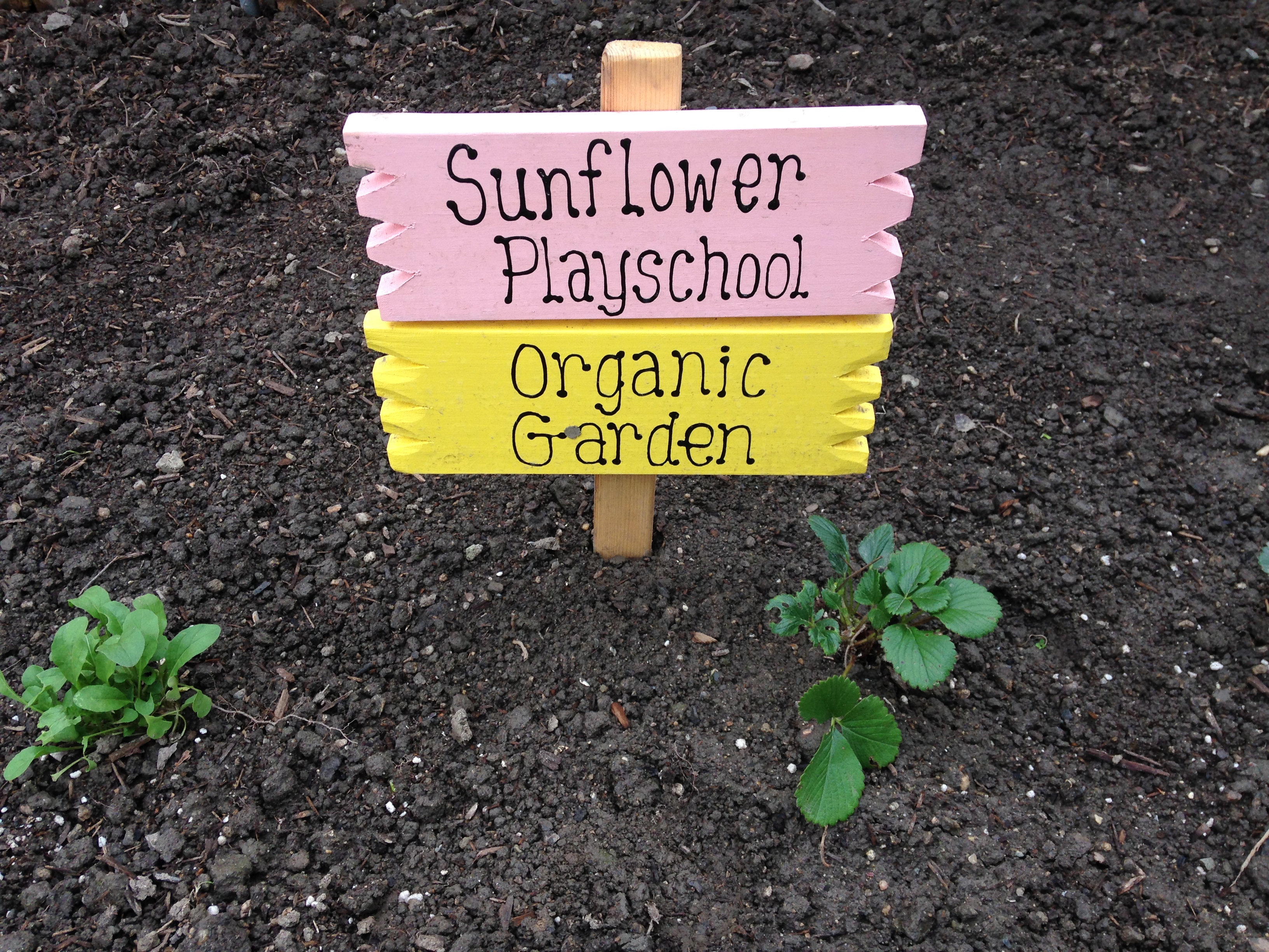 Sunflower Playschool's Photo