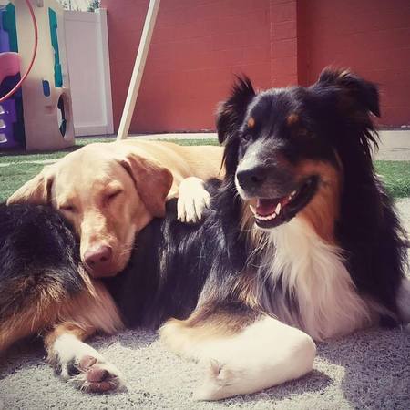 Lucky dog luxury daycare and best sale boarding