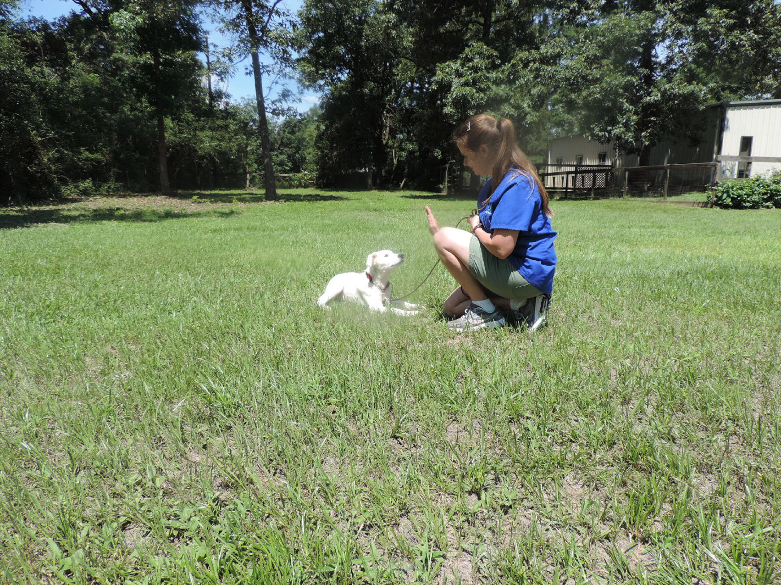 Green Dog Training's Photo