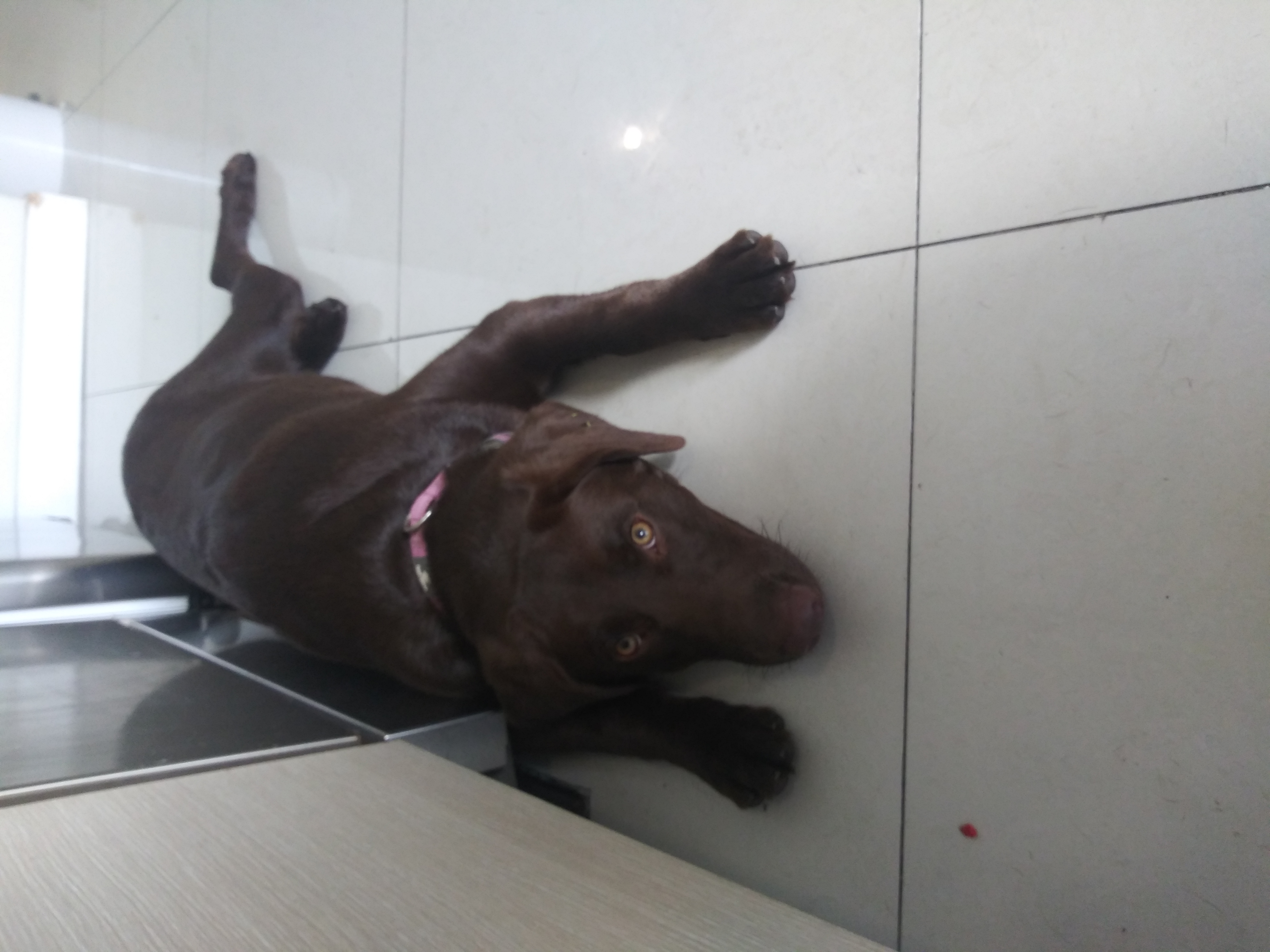 Miami Hugs & Kisses Dog Boarding/sitting & Daycare's Photo