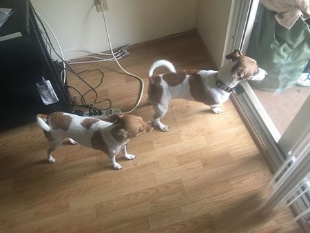 No Place Like Heaven Pet Sitting