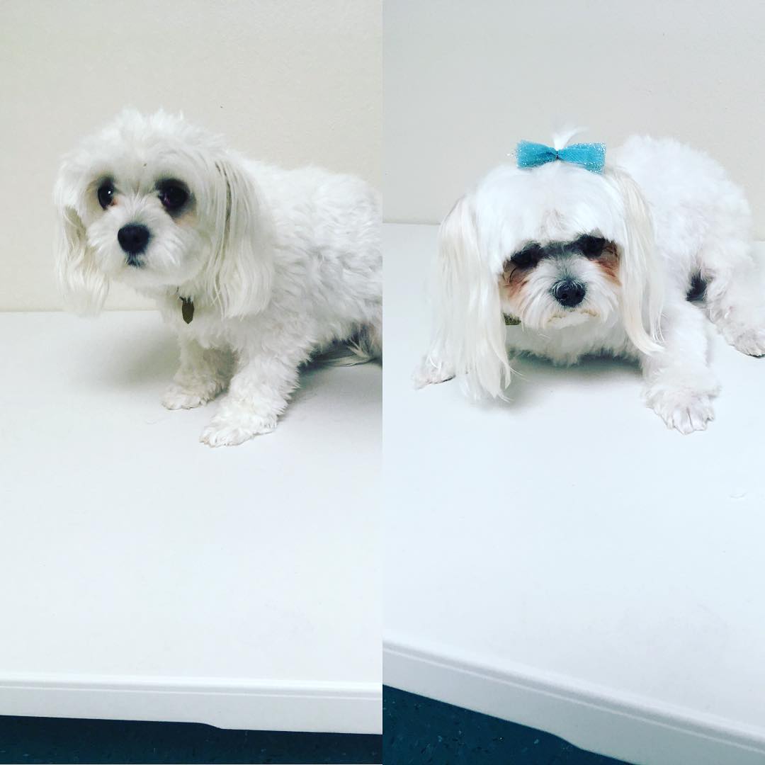 Mutts N Shaved Butts's Photo