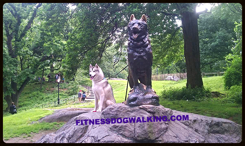 Fitness Dog Walking's Photo