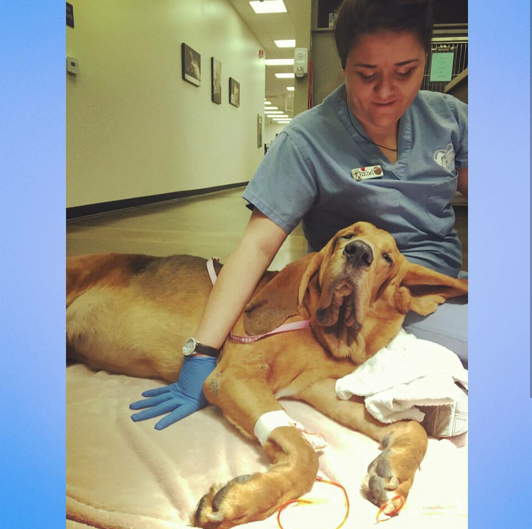 The Love Never Ensz Pet Services's Photo