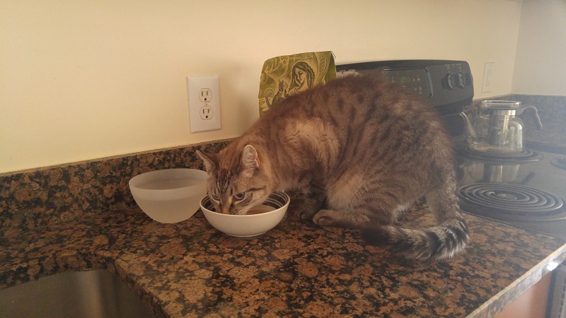 Premium PetSitting's Photo