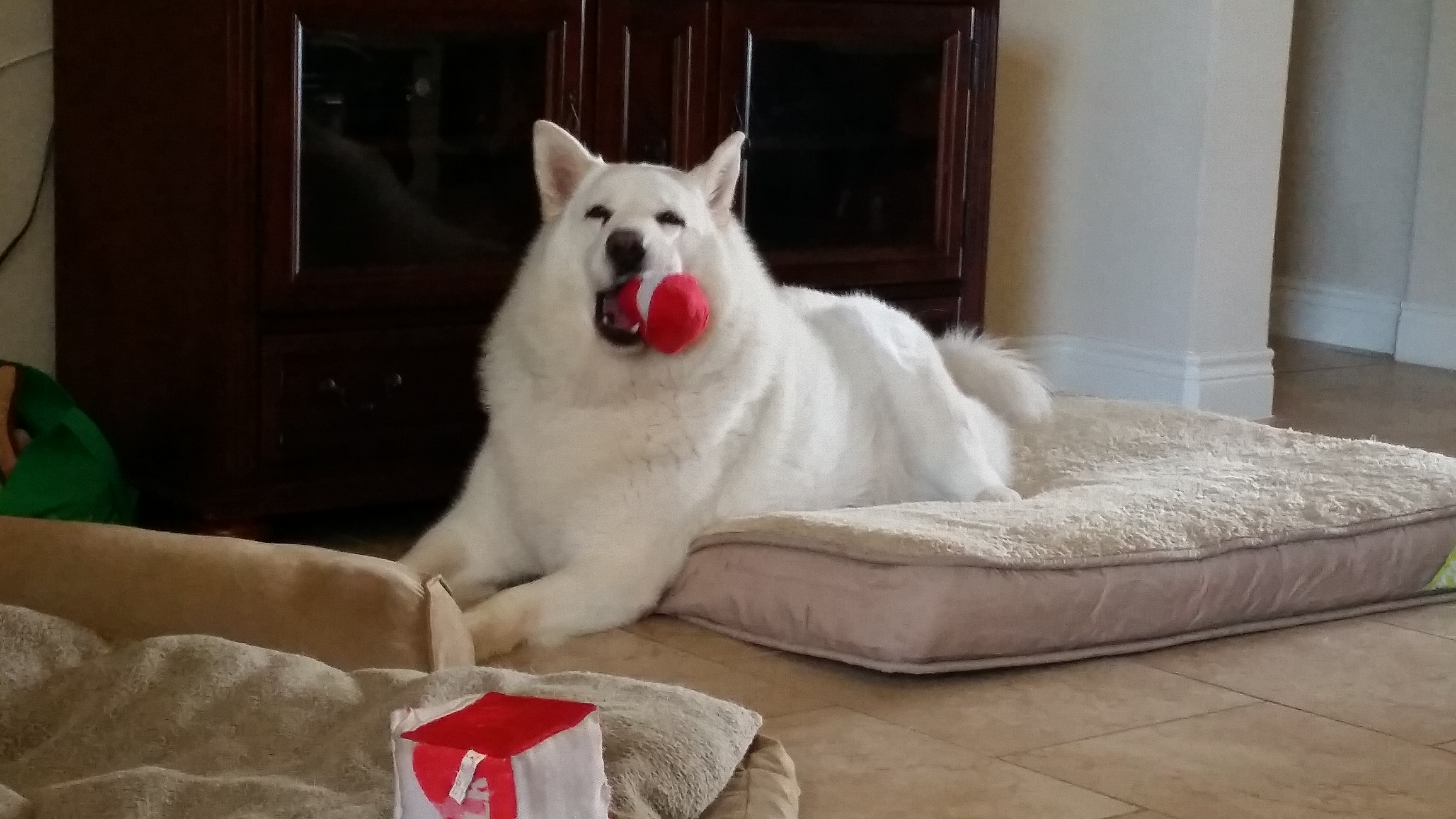 Just Fur A While Pet Services (Formerly Bed & Biscuit Pet Care)'s Photo