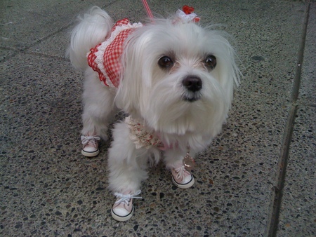 Angel Care Animal Hospital & Pet Resort's Photo