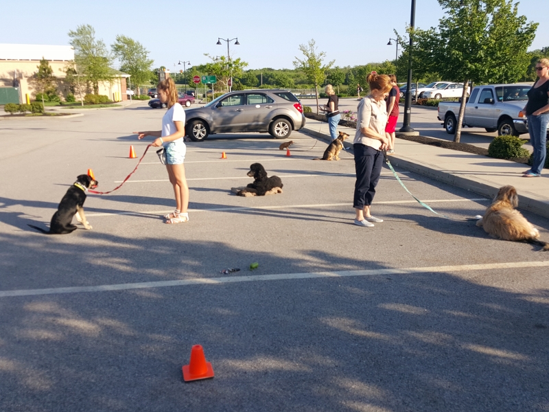 The Tribal Dog - Professional Dog Training & Pet Care Services's Photo