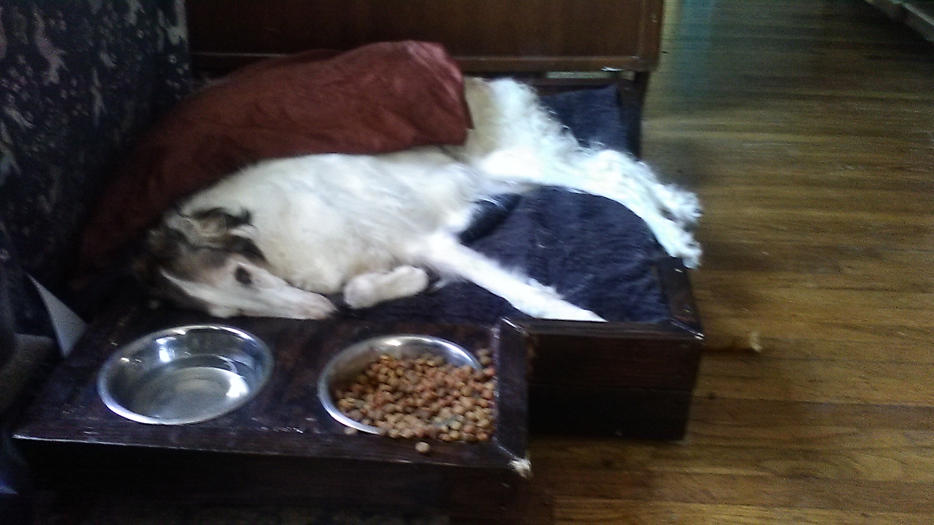 Destination Dog's Photo