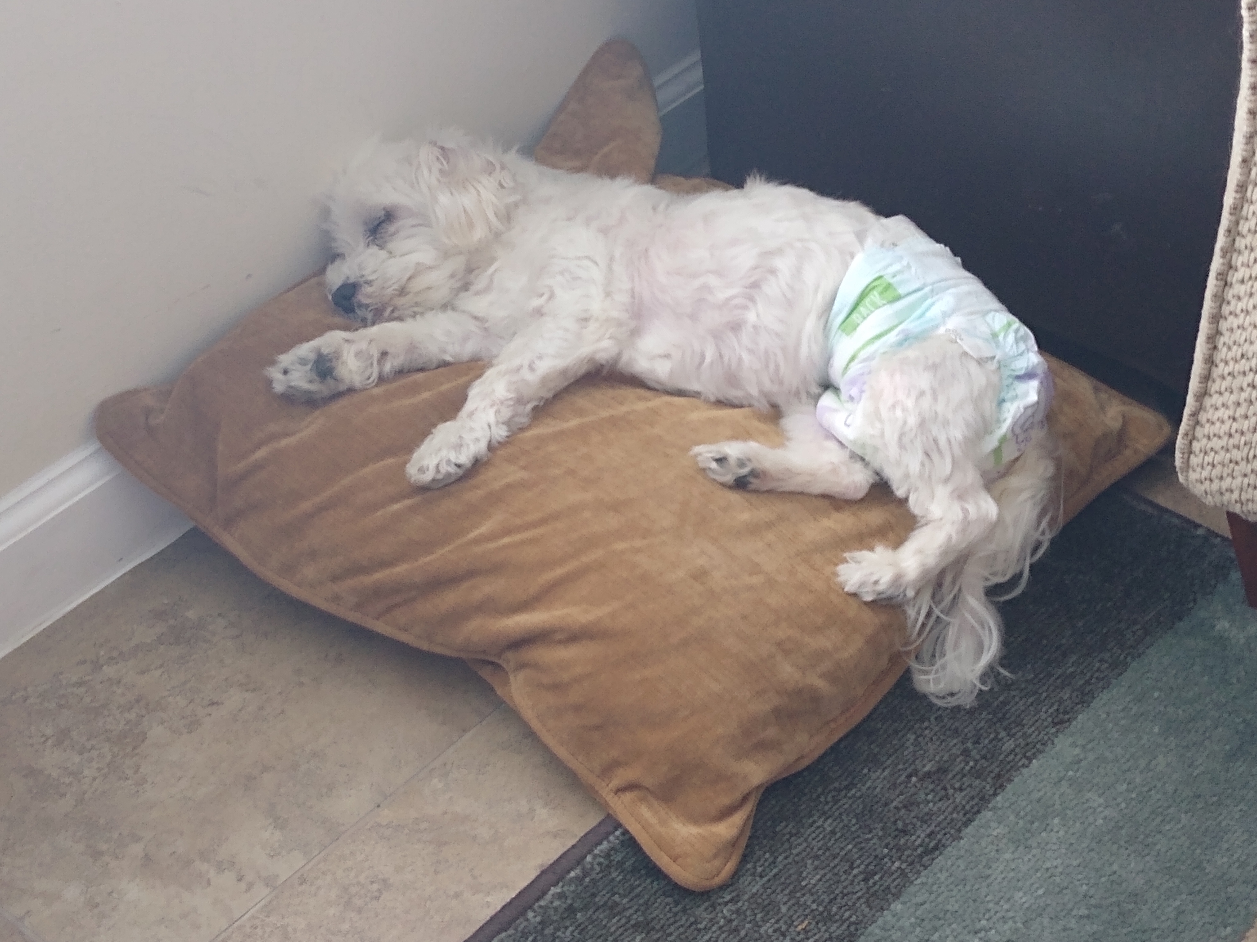 Intercessory Prayer And Pet Care's Photo