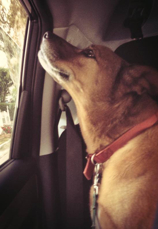 Hollywood Pet Concierge's Photo