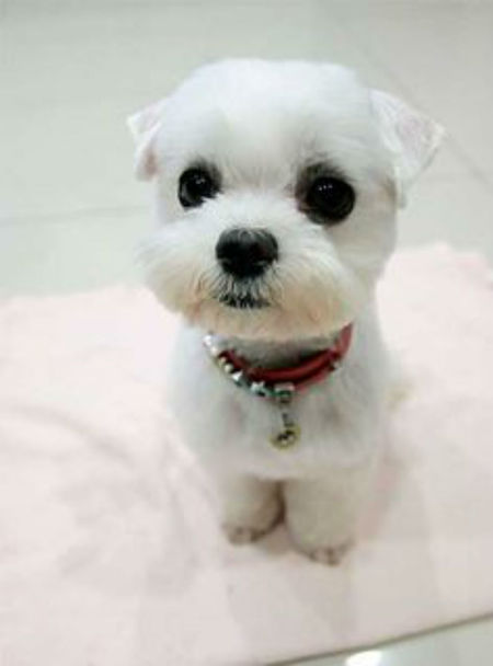 Totally clips shop dog grooming