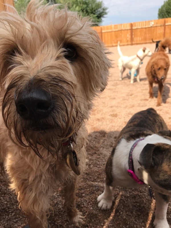 Got Woof? - Doggie Playground & Boarding's Photo