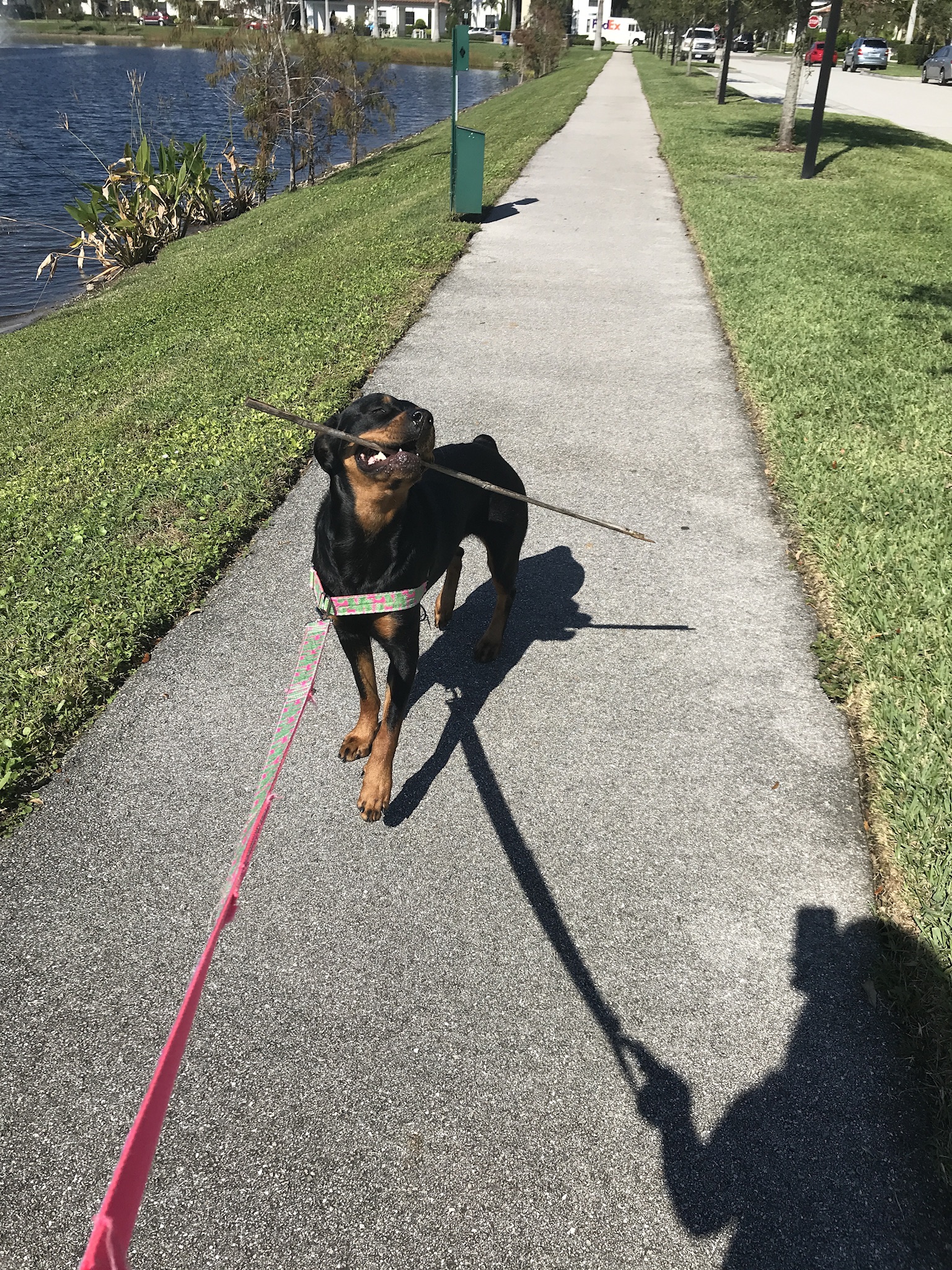 Seaside Paws's Photo