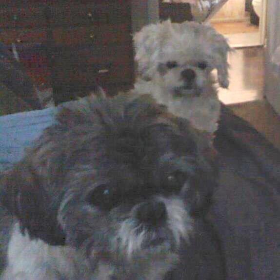 Blind Faith Pet Services LLC's Photo