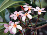 Lil Blossoms