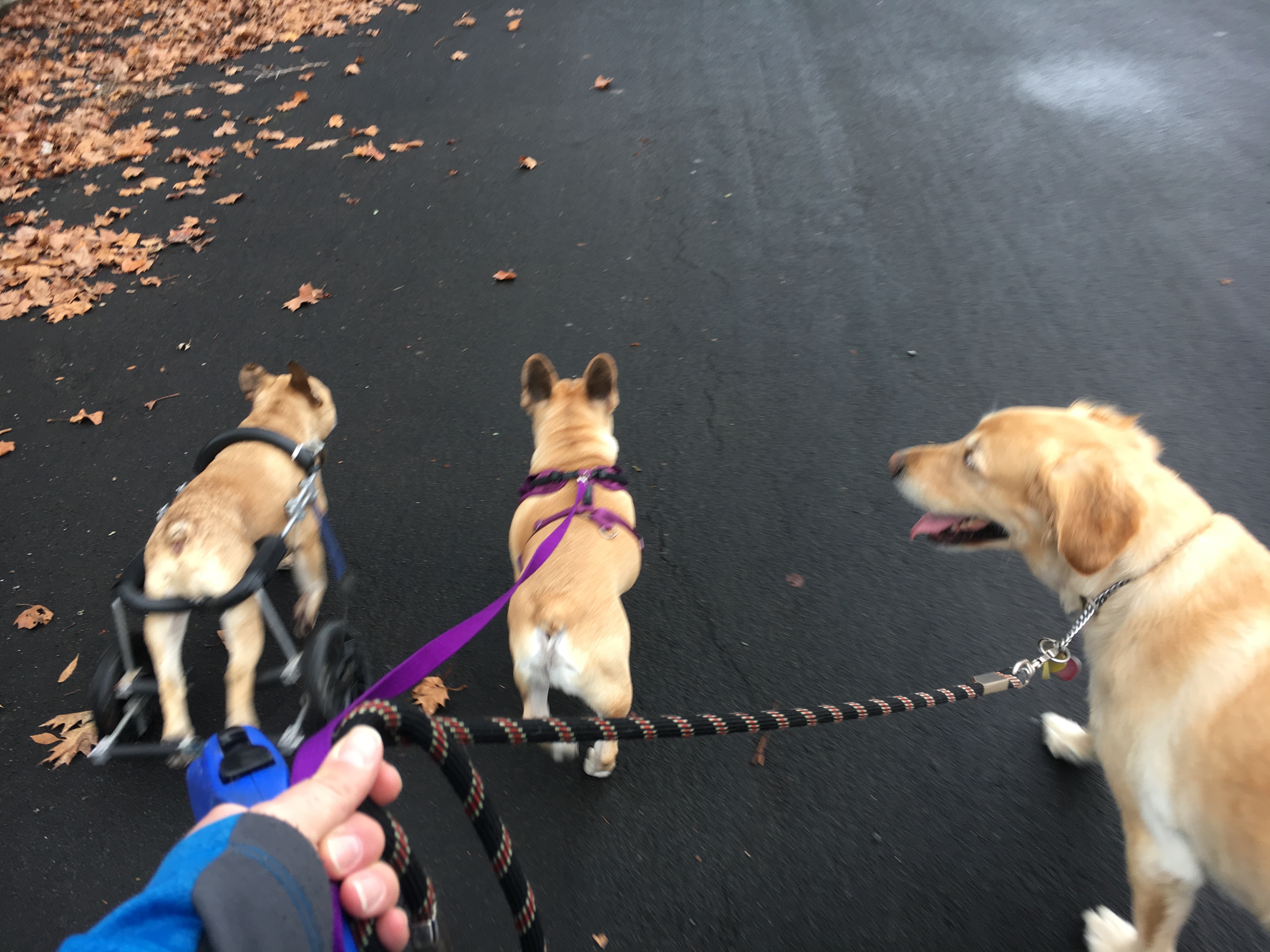 Doggy Day Care & Wellness's Photo