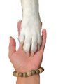 Romes Paws's Photo