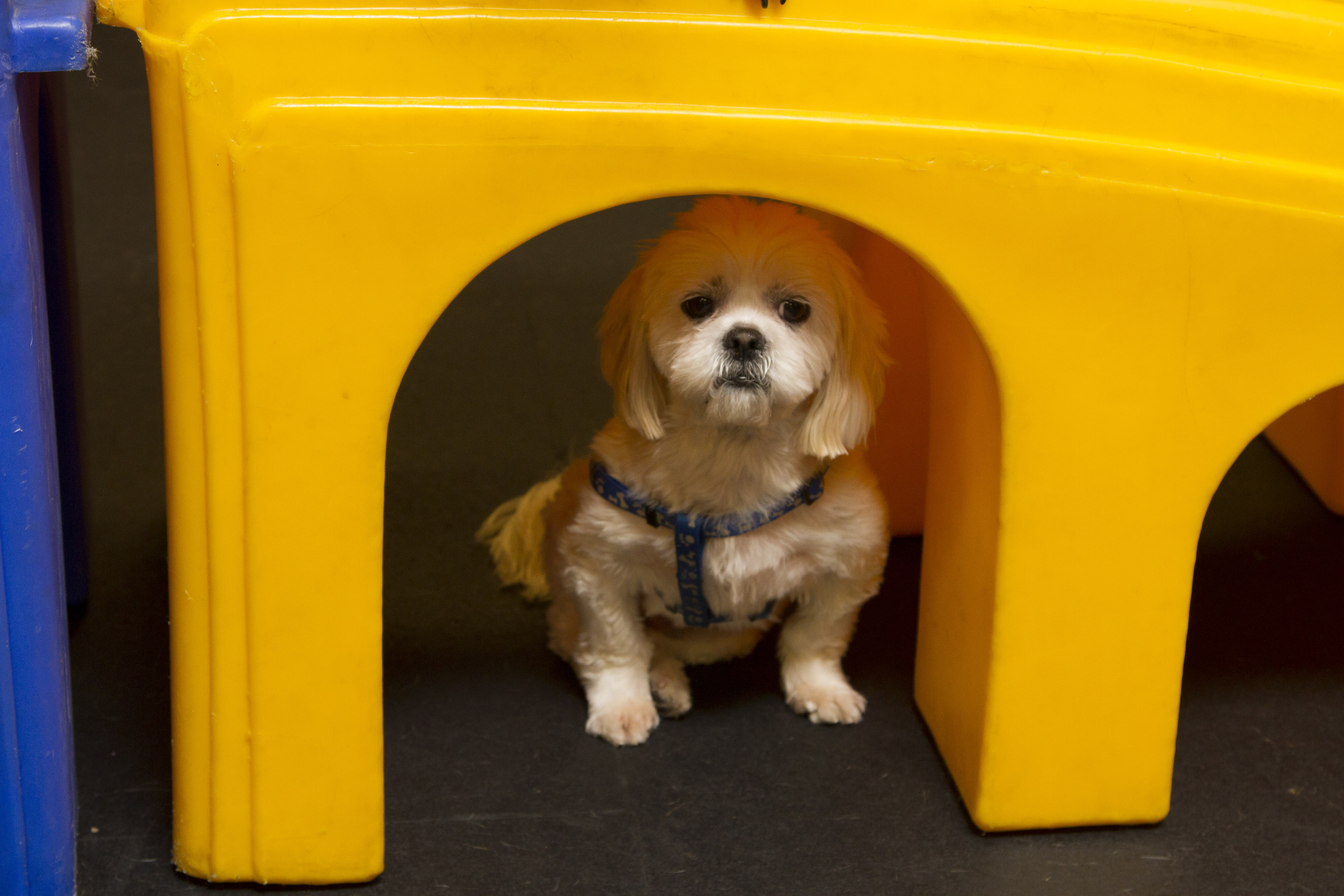 7 Paws A Week's Photo