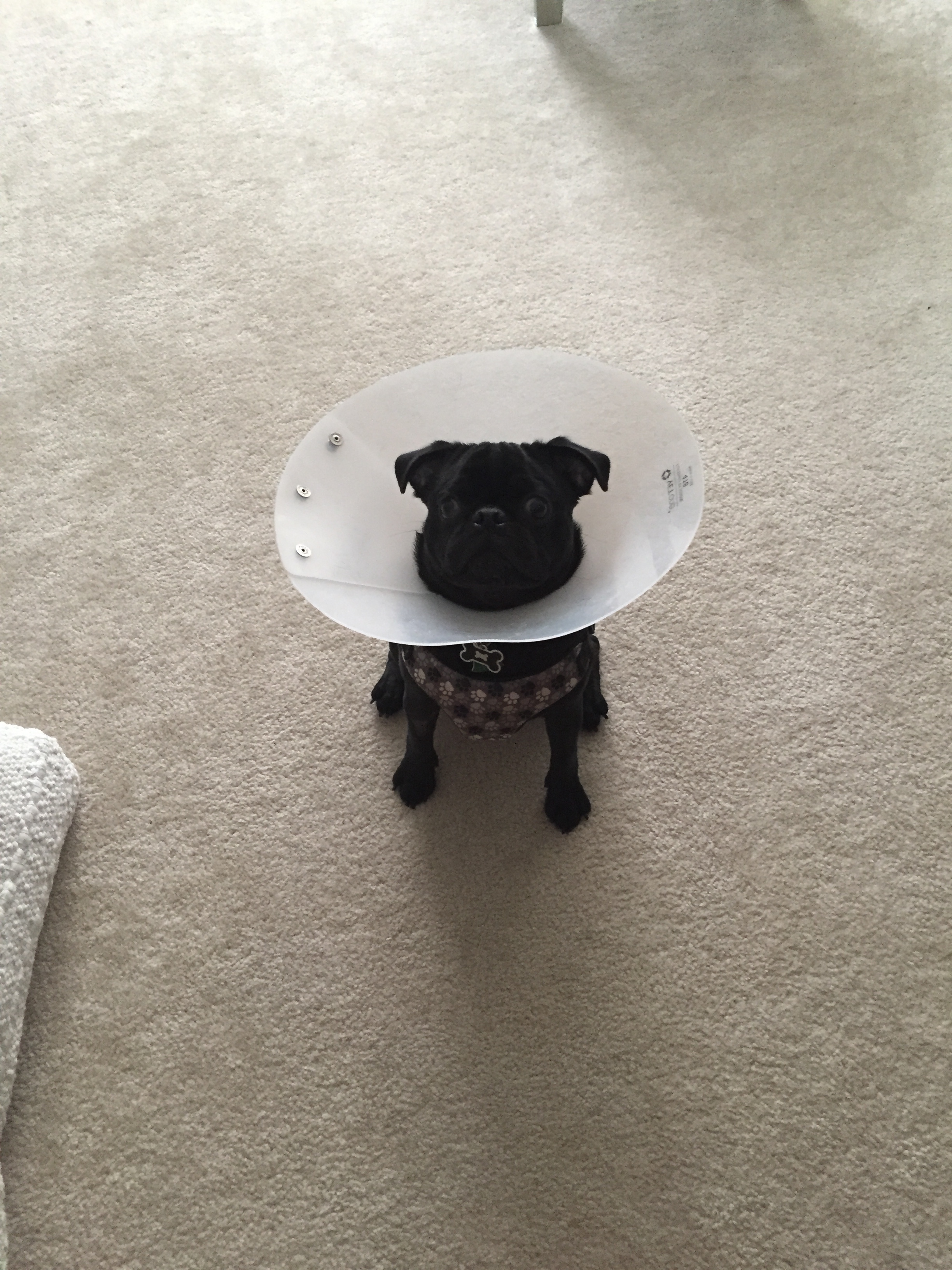 Feelola Dog Walking Service's Photo